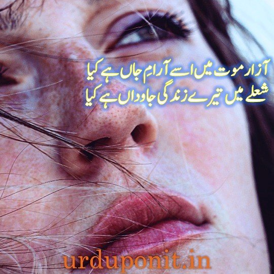 urdu status

