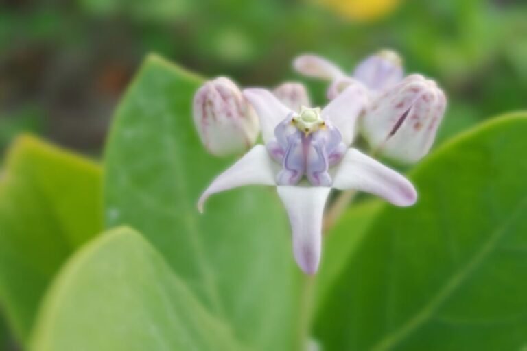 Calotropis gigantea