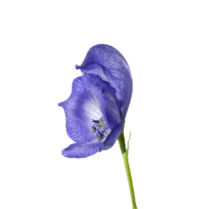 Aconitum heterophyllum