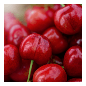 Prunus domestica
