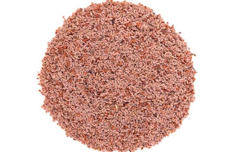 اسپغول/ Spogel seeds/ Plantago ovata