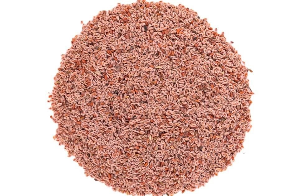 اسپغول/ Spogel seeds/ Plantago ovata