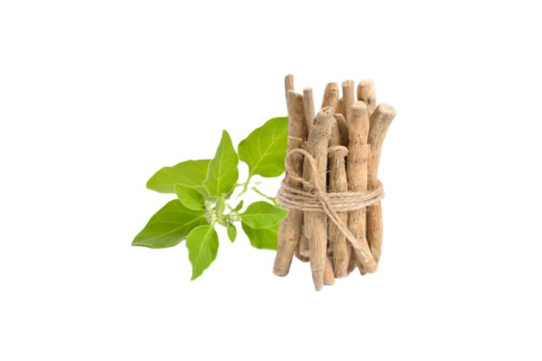 اسگندھ ناگوری/ Winter cherry/ Ashwagandha