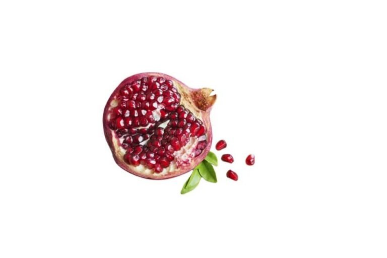 انار/ Pomegranate/ Punica granatum