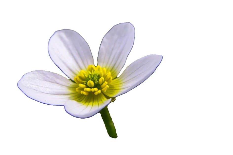 آطر یلال/ Bishop’s weed/Ranunculus aquatilis