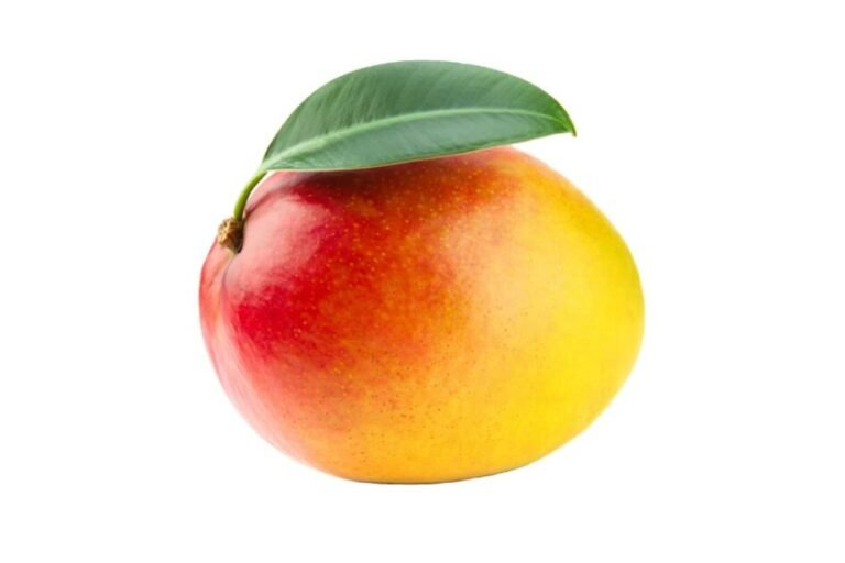 آم/ Mango/ Mangifera indica