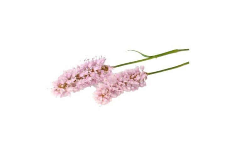 انجبار/ Bistort/ Polygonum bistorta