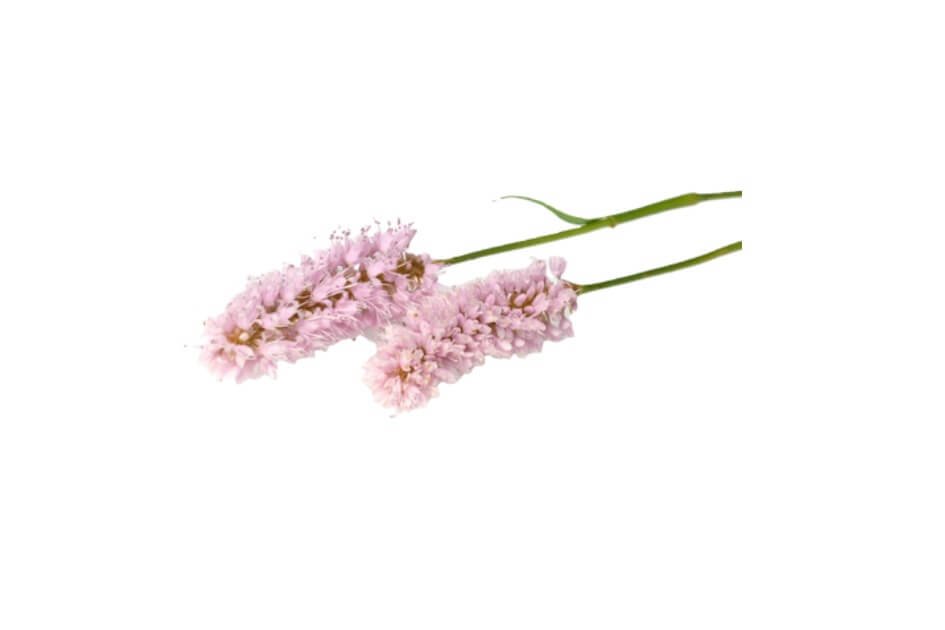 انجبار/ Bistort/ Polygonum bistorta