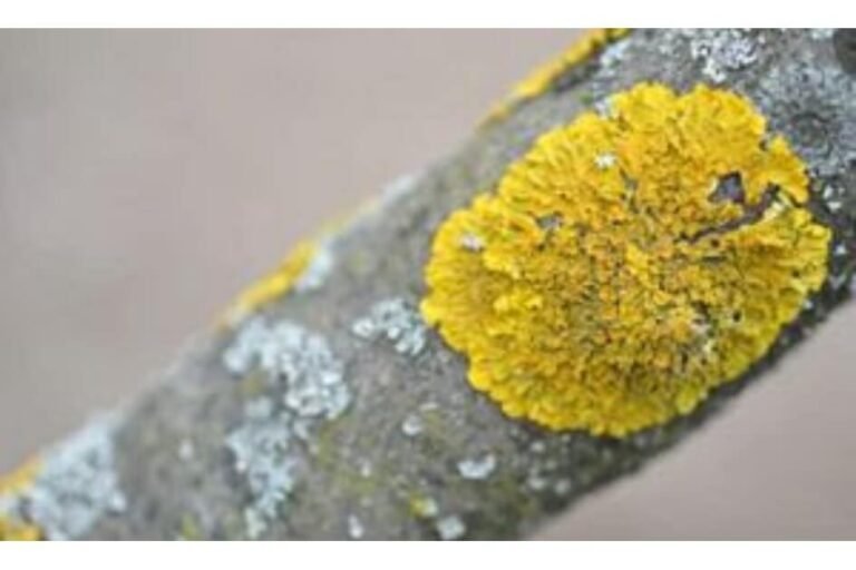 اشنہ / Stone flowers/ Parmelia perlata