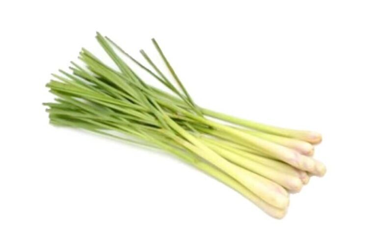 اذخر/ Lemon grass/ Andropogon laniger