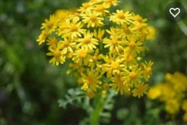 Indian Valerian/ Valeriana wallichii