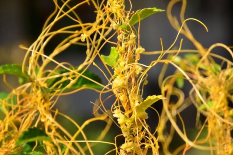 افتیمون/ Cuscuta reflexa/ Giant-dodder
