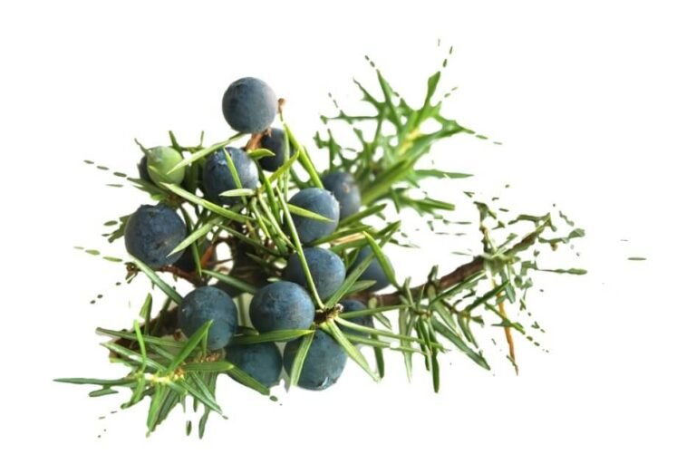 ابہل/ Common Juniper/ Juniperus communis L