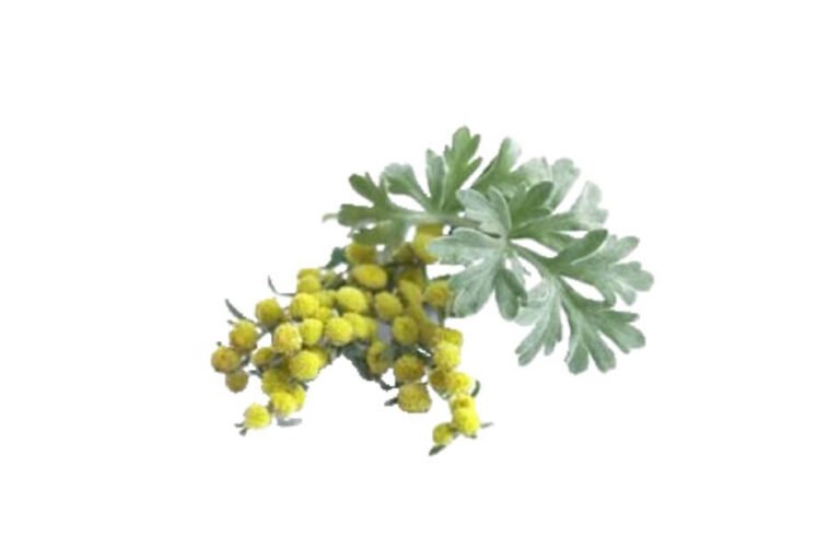 افسنتین/ Worm wood/Artemisia absinthium