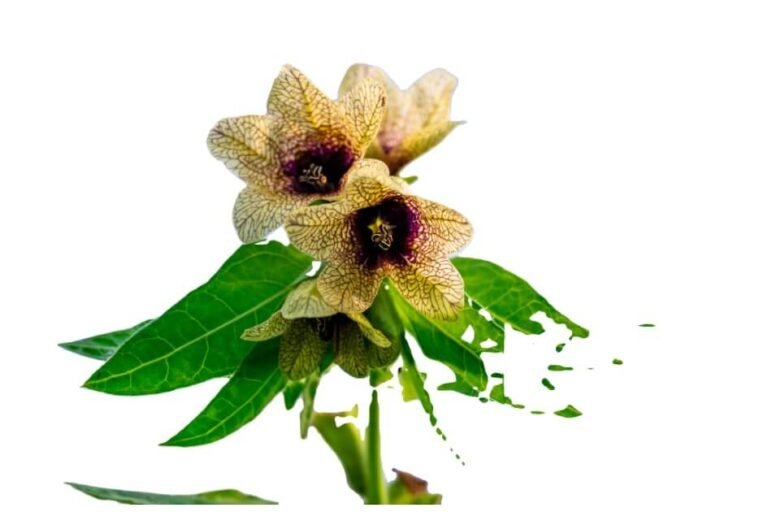 اجوائن خراسانی/ Henbane/ Hyoscyamus Niger