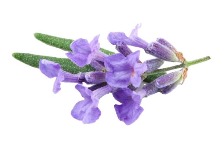 اسطخودوس / French lavender/