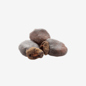 Semecarpus anacardium