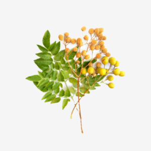 Persian Lilac