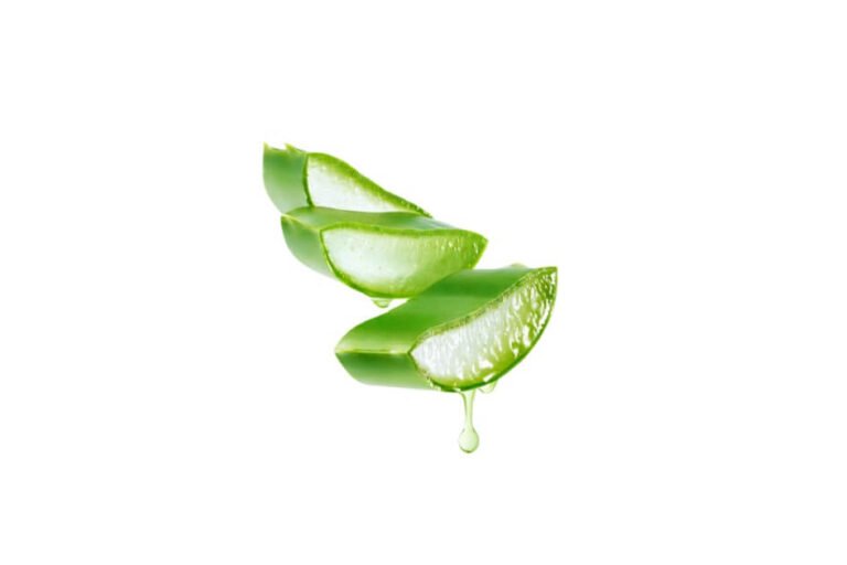 ایلوا/ Aloe vera/ Aloe barbadensis
