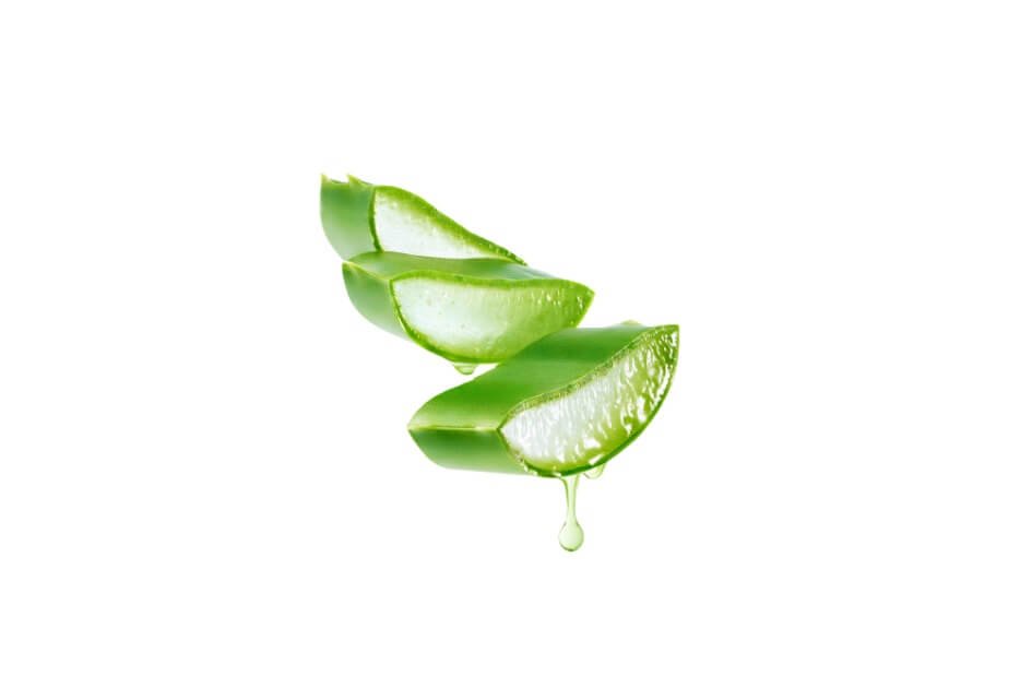 ایلوا/ Aloe vera/ Aloe barbadensis