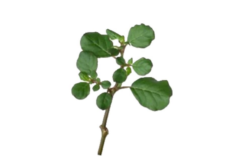 بسکھپرا/ Desert Horse Purslane/ Trianthema monogyna