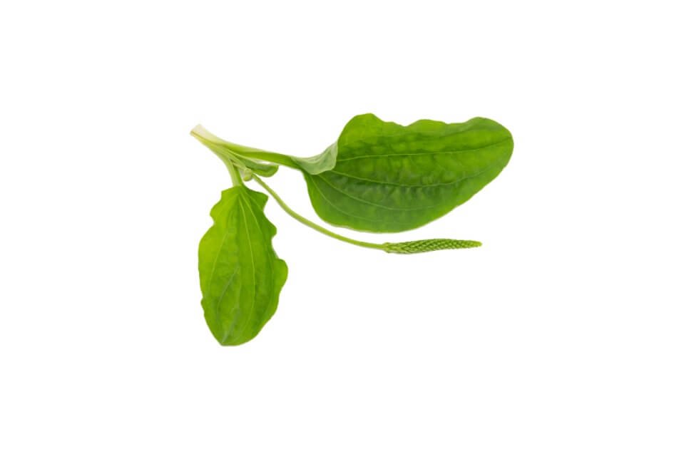 بارتنگ/ Greater plantain/ Plantago major