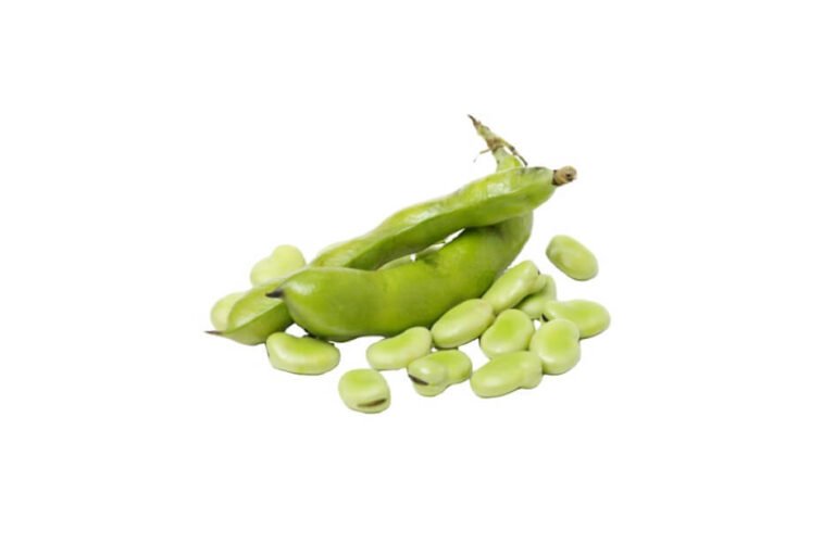 باقلا/ Broad bean/ Vicia faba