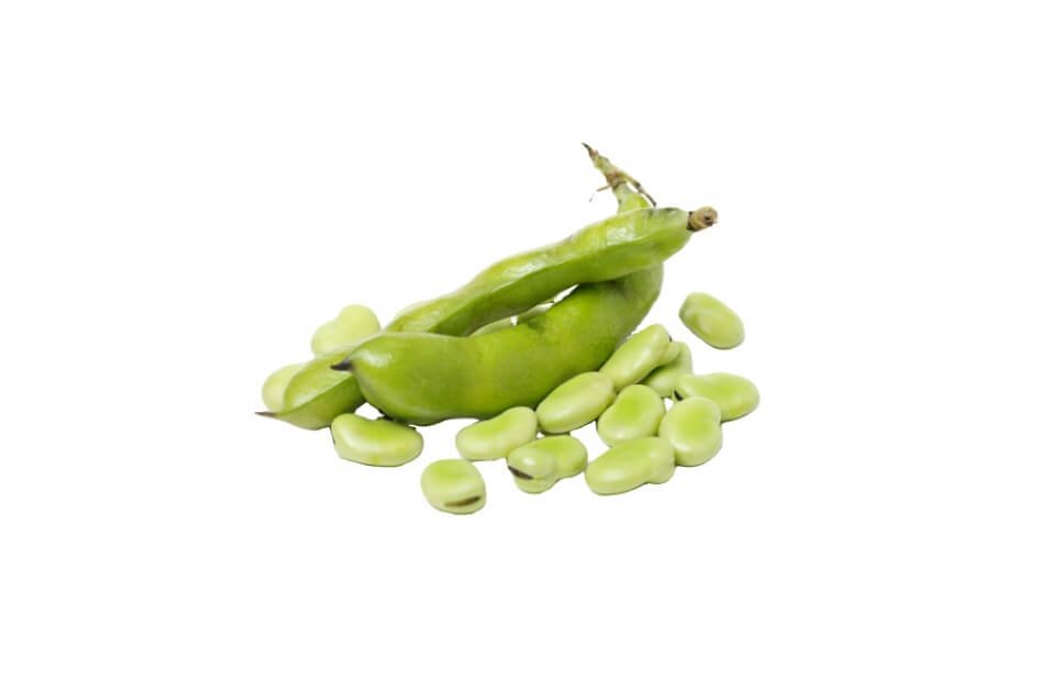باقلا/ Broad bean/ Vicia faba
