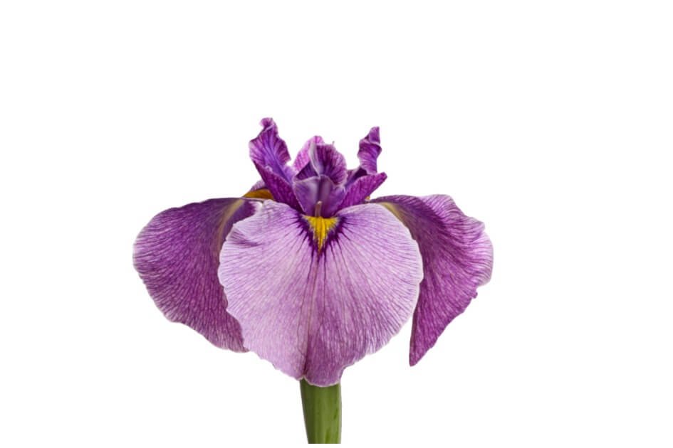 ایرسا/ Orris root/ Iris ensata