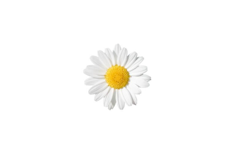 بابونہ/ Chamomile/ Matricaria chamomilla