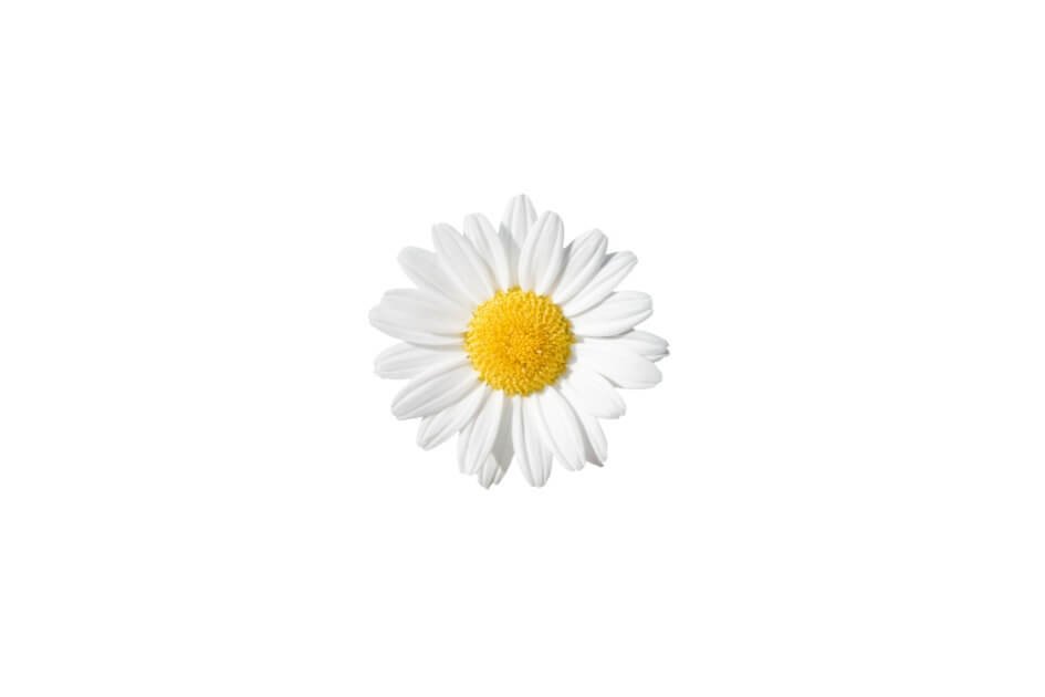 بابونہ/ Chamomile/ Matricaria chamomilla