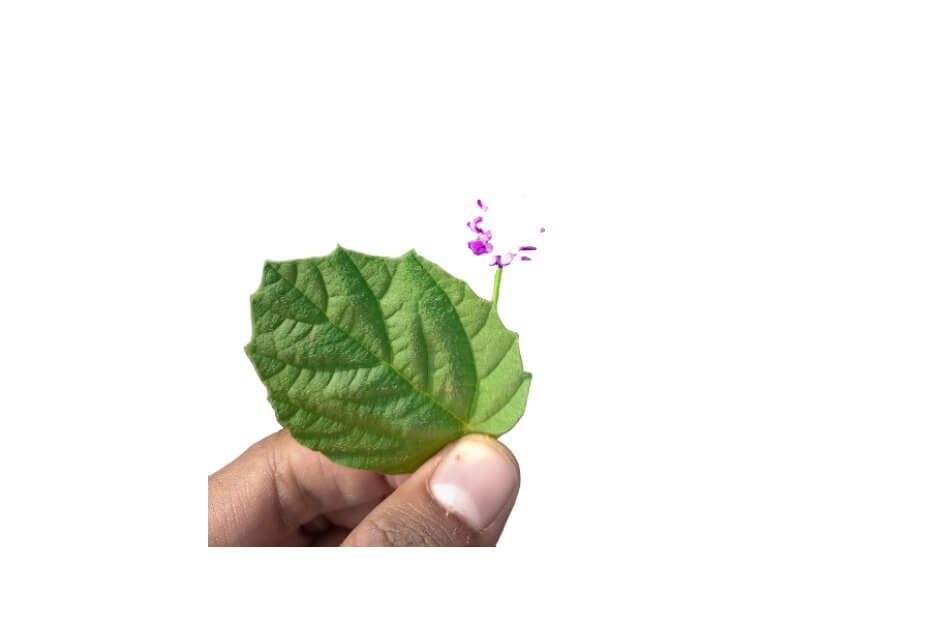 بابچی/ Malaya tea/ Psoralea corylifolia