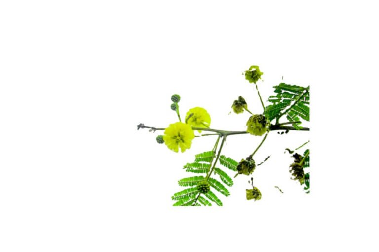 ببول/ Acacia/ Acacia arabica