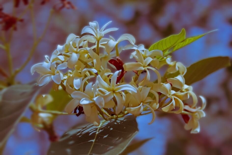 اندر جو/ Kurchi Seeds/ Holarrhena Antidysenterica