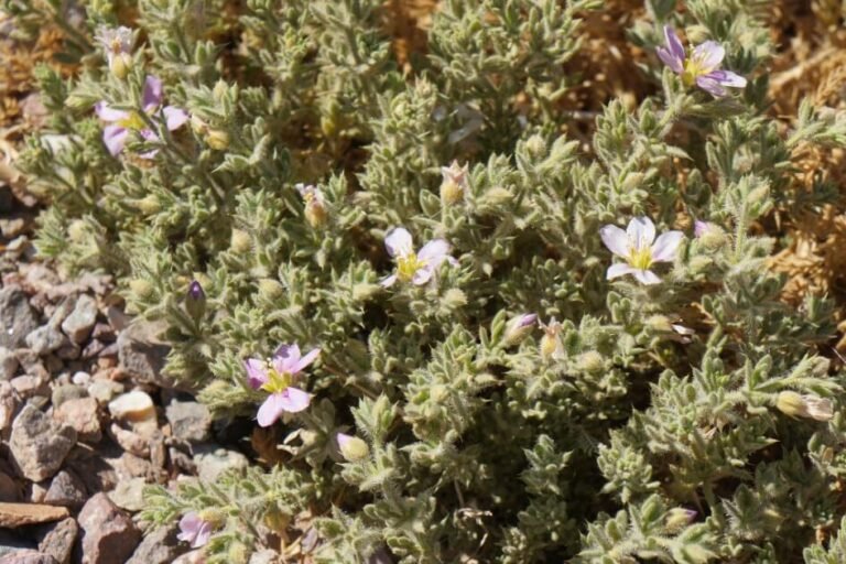بادآورد/ Desert Fagonia/ Fagonia arabica
