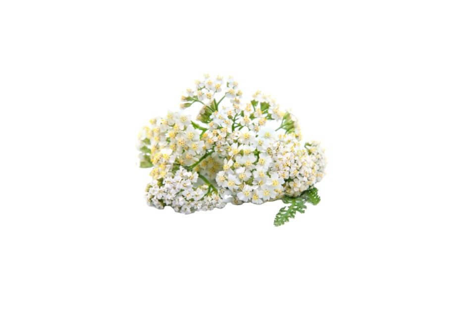برنجاسف/ Yarrow/ Achillea millefolium