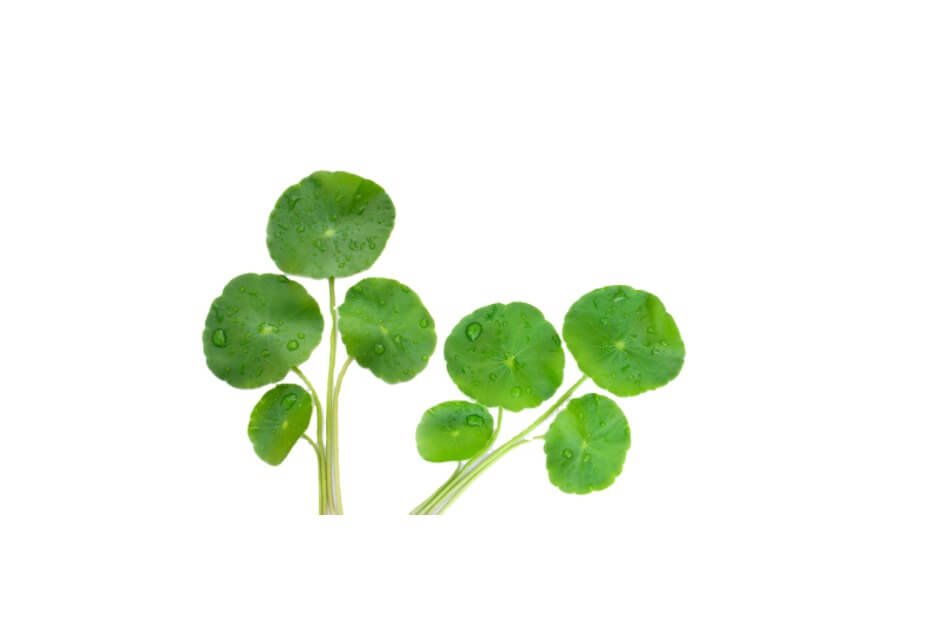 برہمی/ Brahmi/ Hydrocotyle asiatica