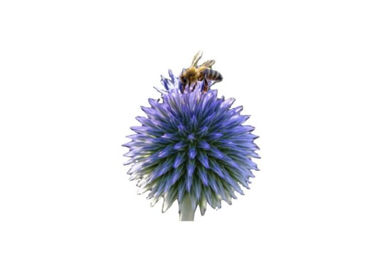 برہم ڈنڈی/ اونٹ کٹارا/ Globe thistle/ Tricholepis elongata