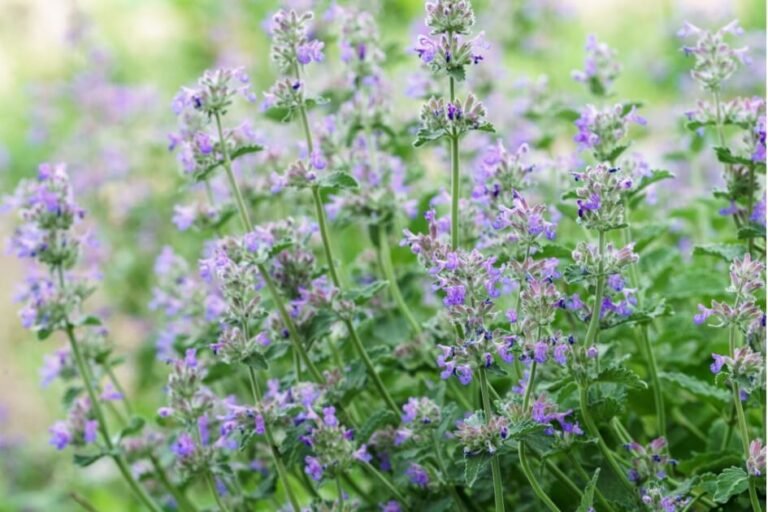 بادرنجبویہ/ Catmint/ Nepeta