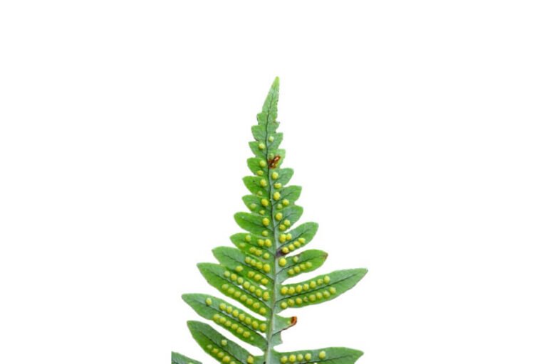 بسفایج/ Common polypody/ Polypodium vulgare