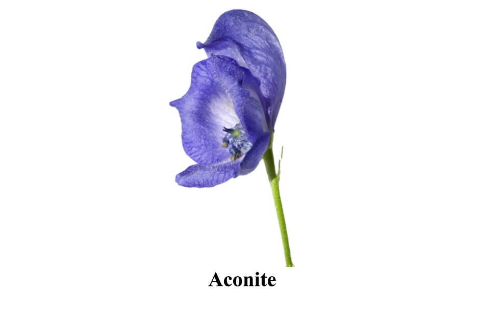 Aconite in urdu (1)
