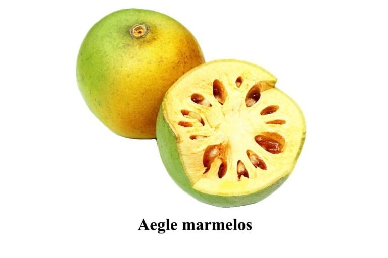 Aegle marmelos in urdu (1)