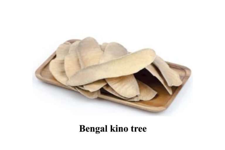 Bengal kino tree in urdu (1)