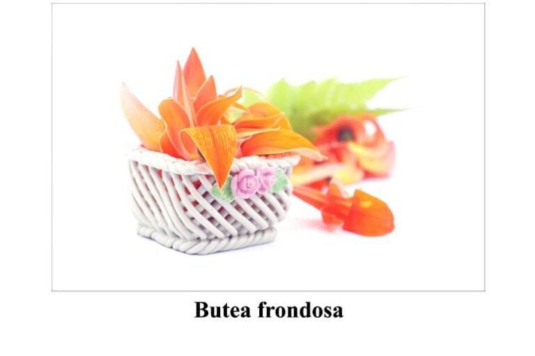 Butea frondose in urdu (3) (1)