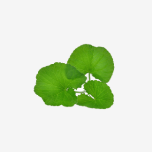 Adiantum capillus