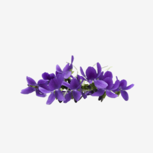 Viola odorata