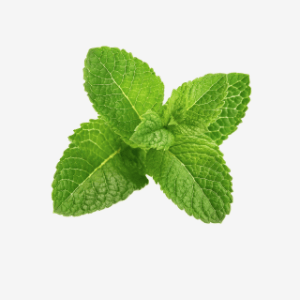 Mentha piperita Linn