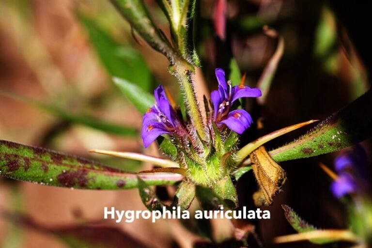 Hygrophila auriculata (1)