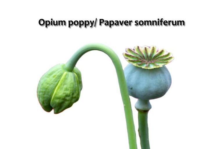 Opium poppy (1)