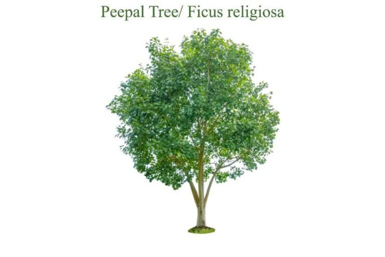 Peepal Tree (1)